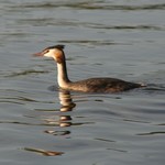 canard huppé